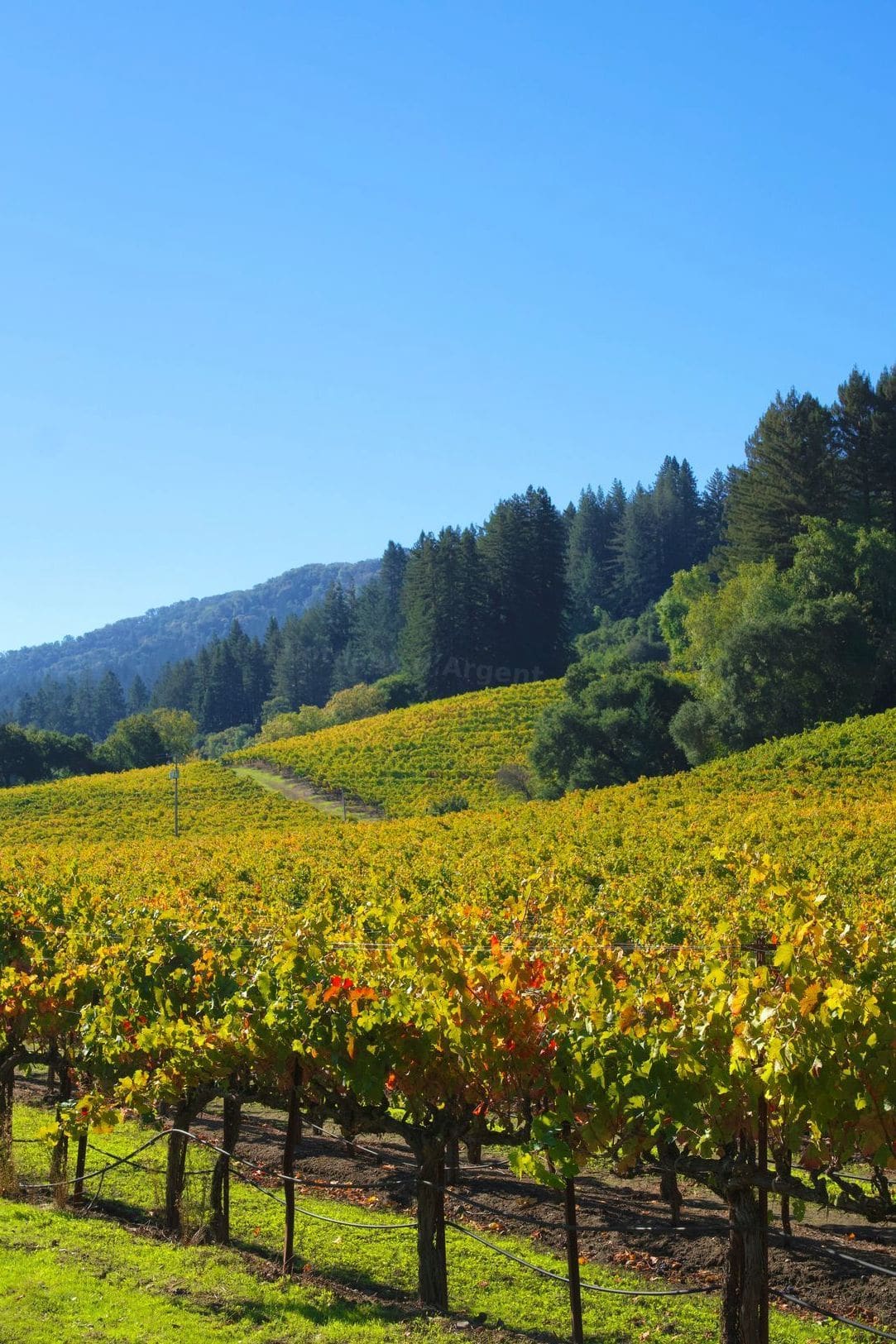 Accords mets et vins pour sublimer vos repas de printemps