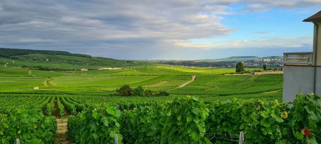 Au rythme des vignes en hiver