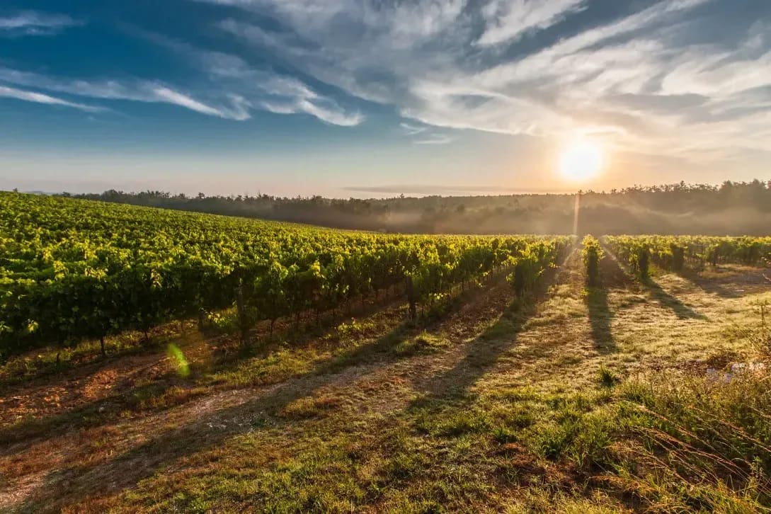 Coteaux d’Argent 4