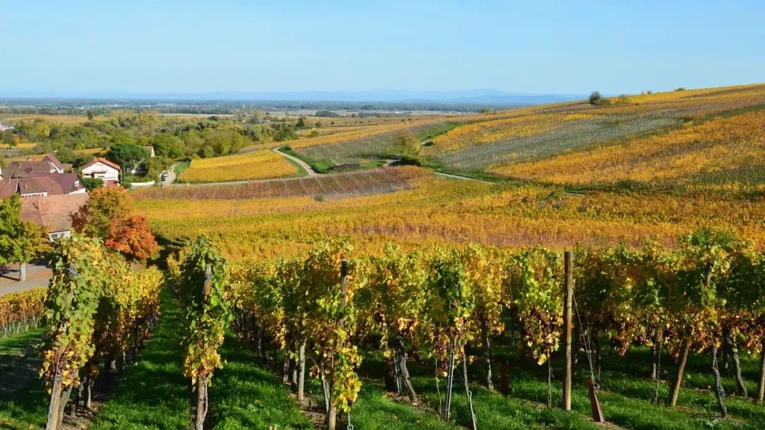 Coteaux d’Argent 8