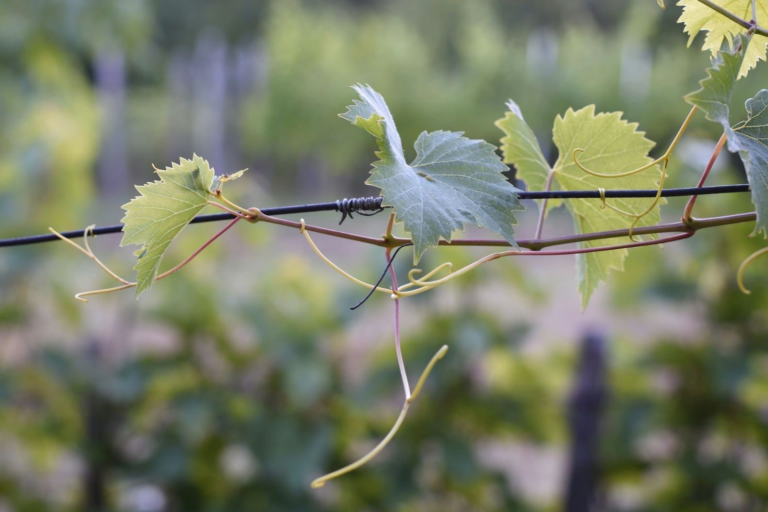 Coteaux d’Argent