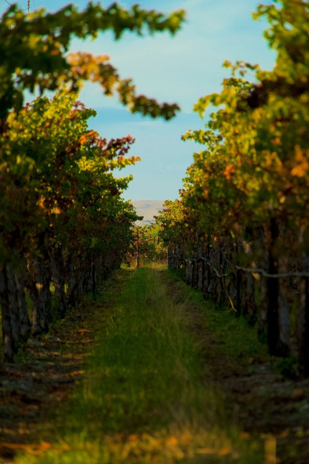 Dégustation de vins au domaine